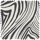 zebra black